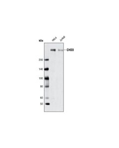 Cell Signaling Chd3 Antibody