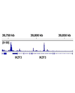 Cell Signaling Helios (D8w4x) Xp Rabbit mAb