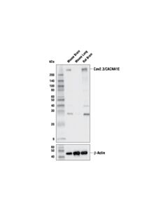 Cell Signaling Cav2.3/Cacna1e Antibody