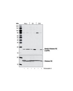 Cell Signaling Acetyl-Histone H3 (Lys56) Antibody