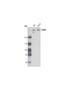Cell Signaling Chd4 Antibody