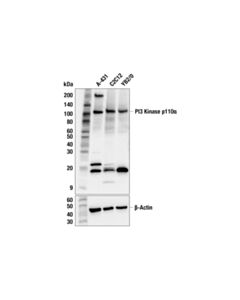 Cell Signaling Pi3 Kinase P110alpha (C73f8) Rabbit mAb