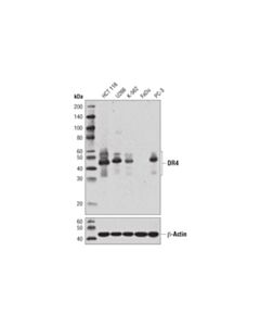 Cell Signaling DR4 (D9S1R) Rabbit mAb 20 uL