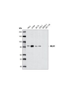 Cell Signaling Mlh1 (D38g9) Rabbit mAb