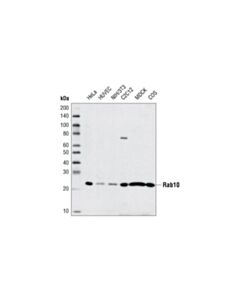Cell Signaling Rab10 Antibody