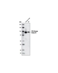 Cell Signaling PI3 Kinase Class III (D9A5) Rabbit mAb 20 uL