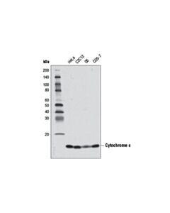 Cell Signaling Electron Transport Chain (Complex I, Iii, IV) Antibody Sampler Kit