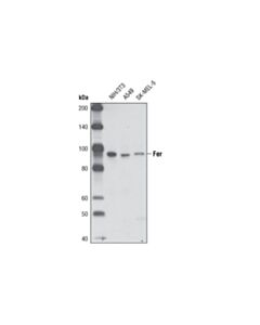 Cell Signaling Fer (5D2) Mouse mAb 20 uL