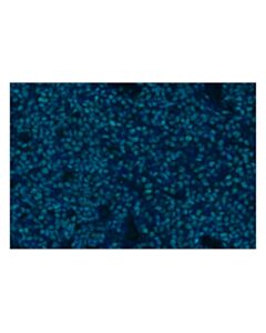 Cell Signaling Aiolos (D1C1E) Rabbit mAb (Alexa Fluor ® 750 Conjugate)