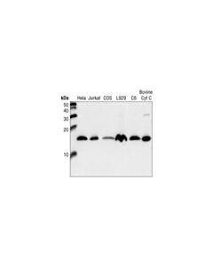 Cell Signaling Cytochrome C Antibody