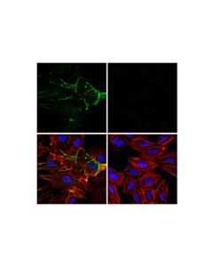 Cell Signaling CD31 (PECAM-1) (89C2) Mouse Monoclonal Antibody (Alexa Fluor ® 488 Conjugate)