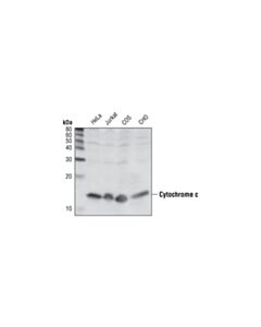 Cell Signaling Cytochrome C (136f3) Rabbit mAb
