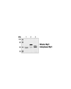 Cell Signaling Myt1 Antibody