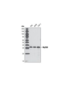 Cell Signaling MyD88 (D80F5) Rabbit mAb 20 uL