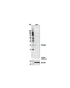 Cell Signaling Phlda3 Antibody
