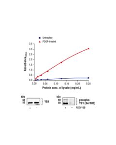 Cell Signaling Fastscan Phospho-Yb1 (Ser102) ELISA Kit