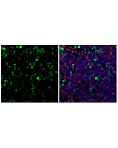 Cell Signaling Ki-67 (D3B5) Feline Chimeric mAb