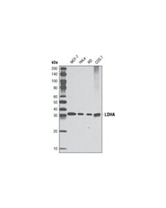 Cell Signaling Hypoxia Activation Ihc Antibody Sampler Kit