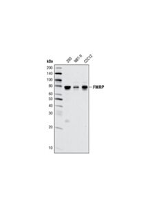 Cell Signaling Fmrp Antibody