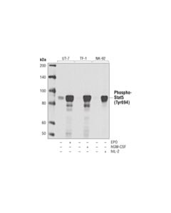 Cell Signaling Phospho-Stat5 (Tyr694) (D47E7) Rabbit Monoclonal Antibody