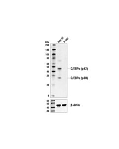 Cell Signaling C/Ebpalpha (D56f10) Xp Rabbit mAb (Biotinylated)