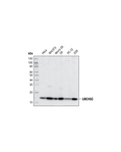 Cell Signaling UbcH5C (D60E2) Rabbit mAb 20 uL
