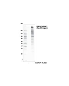 Cell Signaling Flash/Casp8ap2 (D3t8q) Rabbit mAb