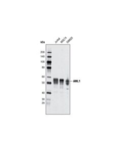Cell Signaling Aml1 (D33g6) Xp Rabbit mAb