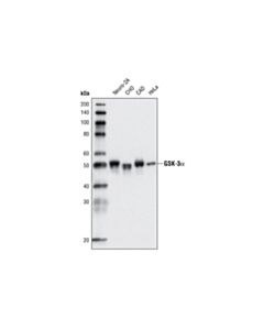 Cell Signaling Gsk-3alpha (D80e6) Rabbit mAb