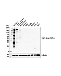 Cell Signaling CSF-1R/M-CSF-R (E6W9F) Rabbit mAb 20 uL