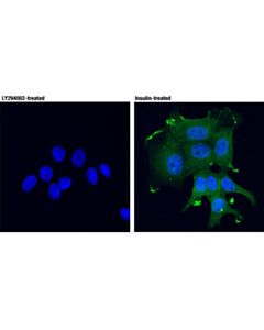 Cell Signaling Phospho-Akt (Thr308) (D25e6) Xp Rabbit mAb (Alexa Fluor 488 Conjugate)