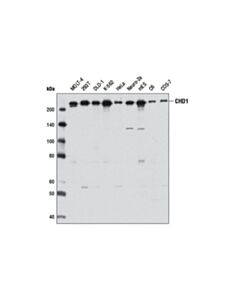 Cell Signaling Chd1 (D8c2) Rabbit mAb