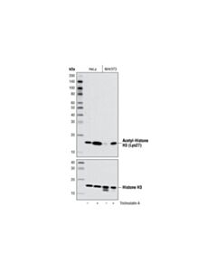 Cell Signaling Acetyl-Histone H3 (Lys27) Antibody