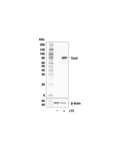 Cell Signaling Cox2 (F1F3H) Rabbit mAb 100 uL