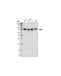 Cell Signaling Hsf1 Antibody