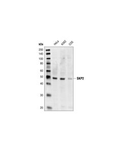 Cell Signaling Skp2 Antibody
