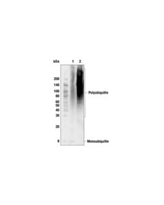 Cell Signaling Pan-branch Ubiquitin TUBE-UBQLN1 (Magnetic Bead Conjugate); 400 µl