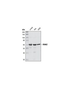 Cell Signaling Irak2 Antibody