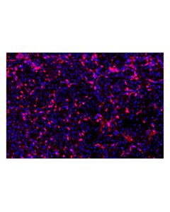 Cell Signaling ASC/TMS1 (E1E3I) Rabbit Monoclonal Antibody (Alexa Fluor ® 555 Conjugate)
