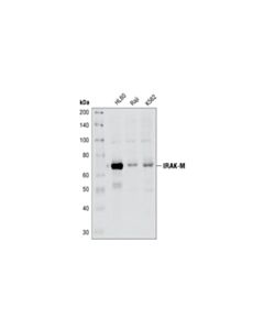 Cell Signaling Irak-M Antibody