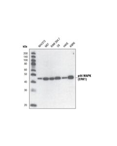 Cell Signaling P44 Map Kinase (Erk1) Antibody