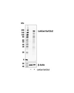 Cell Signaling LshCas13a/C2c2 ( Leptotrichia shahii ) (7D1-H7) Mouse mAb