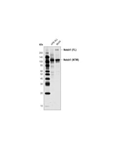 Cell Signaling Notch1 (D6f11) Xp Rabbit mAb
