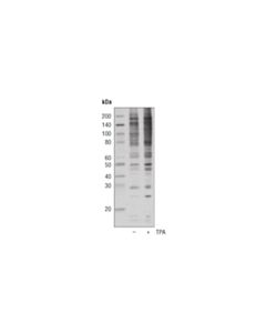 Cell Signaling Phospho-(Ser/Thr) Pkd Substrate Antibody
