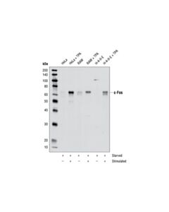 Cell Signaling C-Fos Antibody