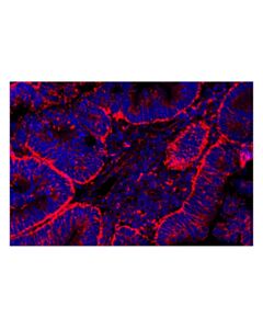 Cell Signaling LAMP1 (D2D11) Rabbit Monoclonal Antibody (Alexa Fluor ® 555 Conjugate)