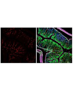 Cell Signaling Cd206/Mrc1 (E6t5j) Xp® Rabbit mAb (Alexa Fluor® 647 Conjugate)