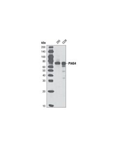Cell Signaling Pias4 (D2f12) Rabbit mAb