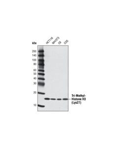 Cell Signaling Tri-Methyl-Histone H3 (Lys27) (C36B11) Rabbit Monoclonal Antibody (Biotinylated)