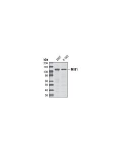 Cell Signaling Mib1 Antibody